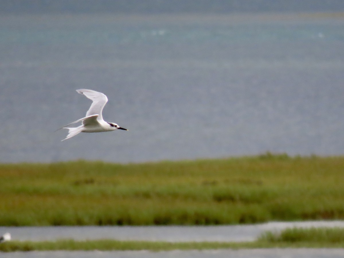 splitterne - ML644271997