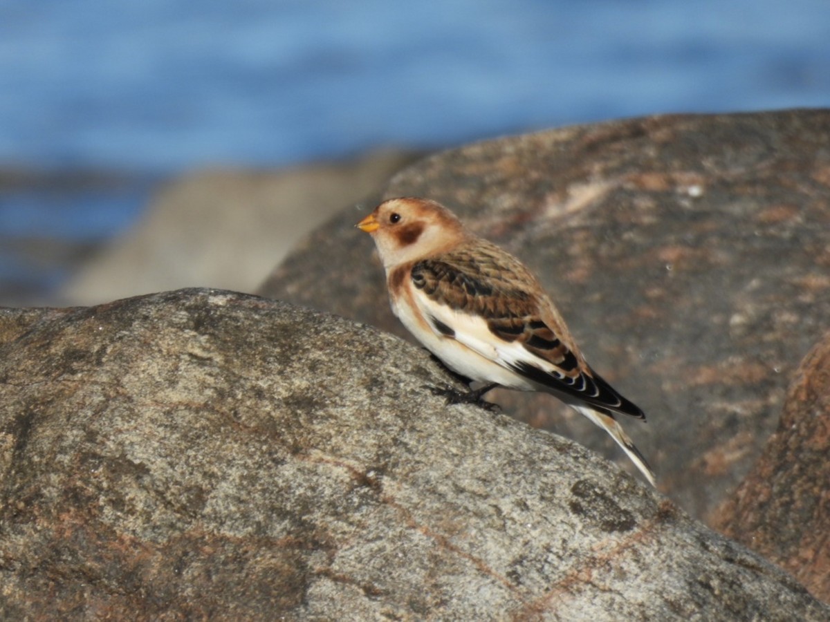 snøspurv - ML644272002