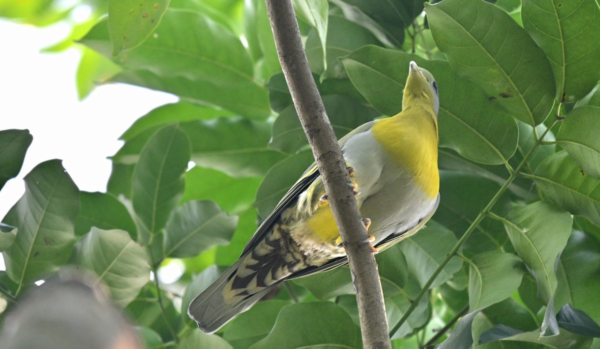 kragegrønndue - ML644272003