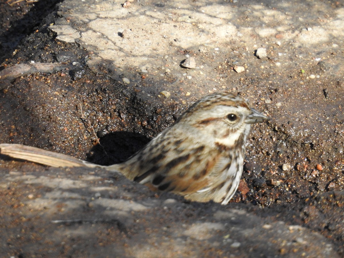 sangspurv - ML644272004