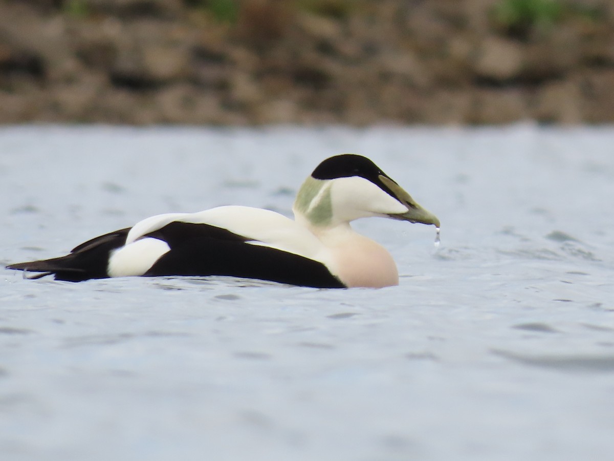 ærfugl - ML644272005