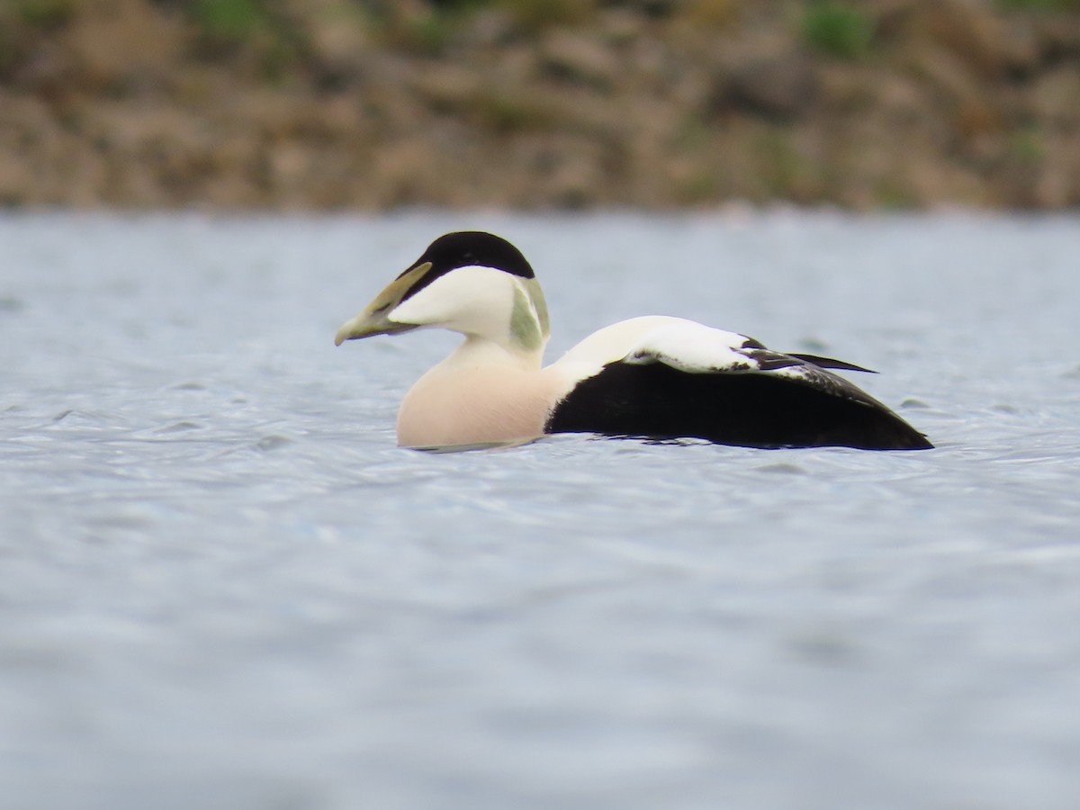 ærfugl - ML644272006