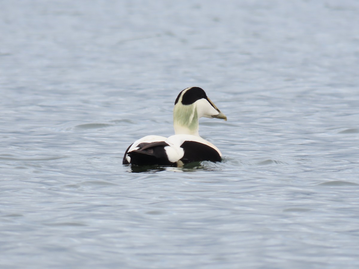 ærfugl - ML644272007