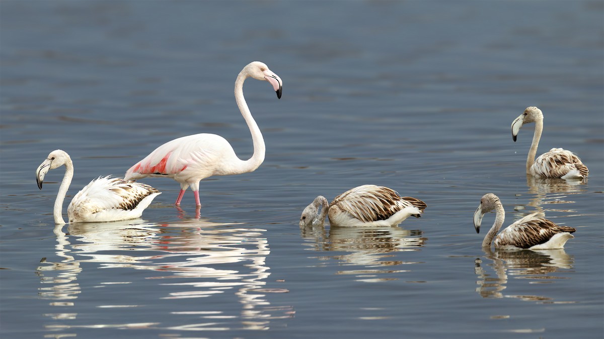 rosenflamingo - ML644272008