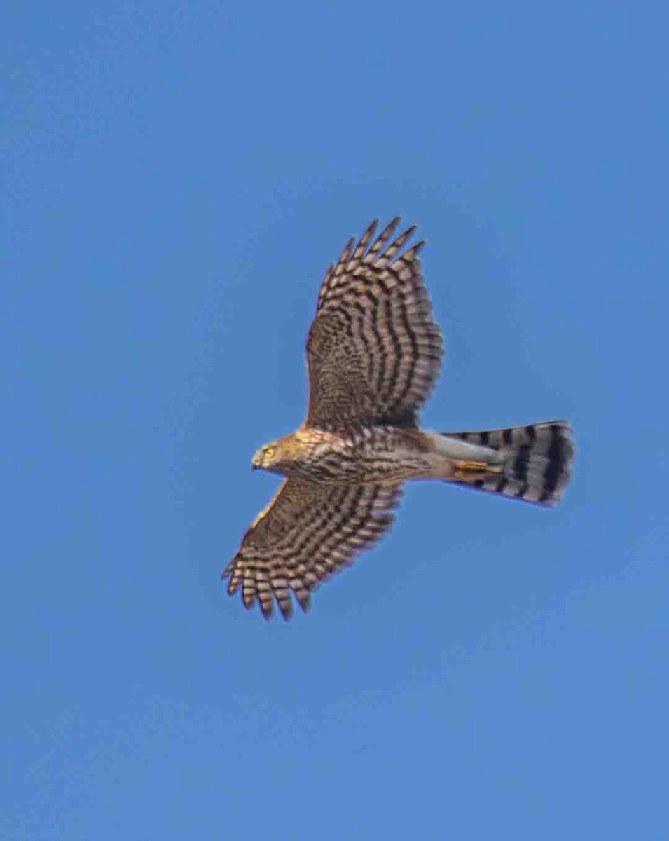 trostehauk - ML644272009