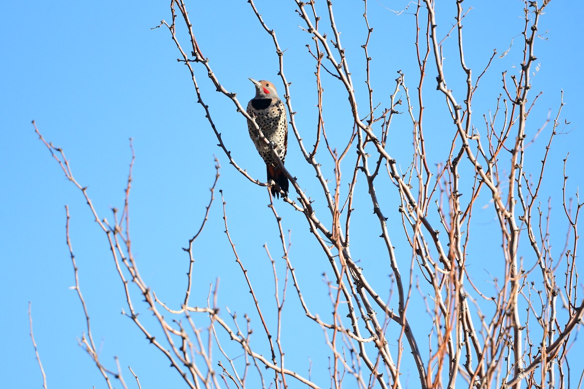 gullspett (cafer gr.) - ML644272010