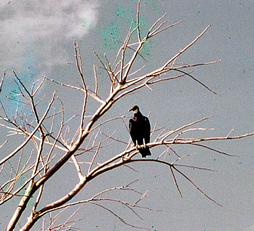 svartkondor - ML644272011