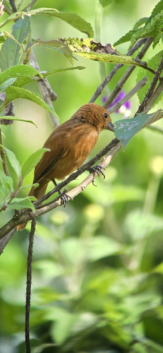 svarttanagar - ML644272012