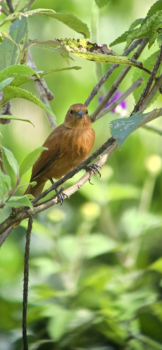 svarttanagar - ML644272013