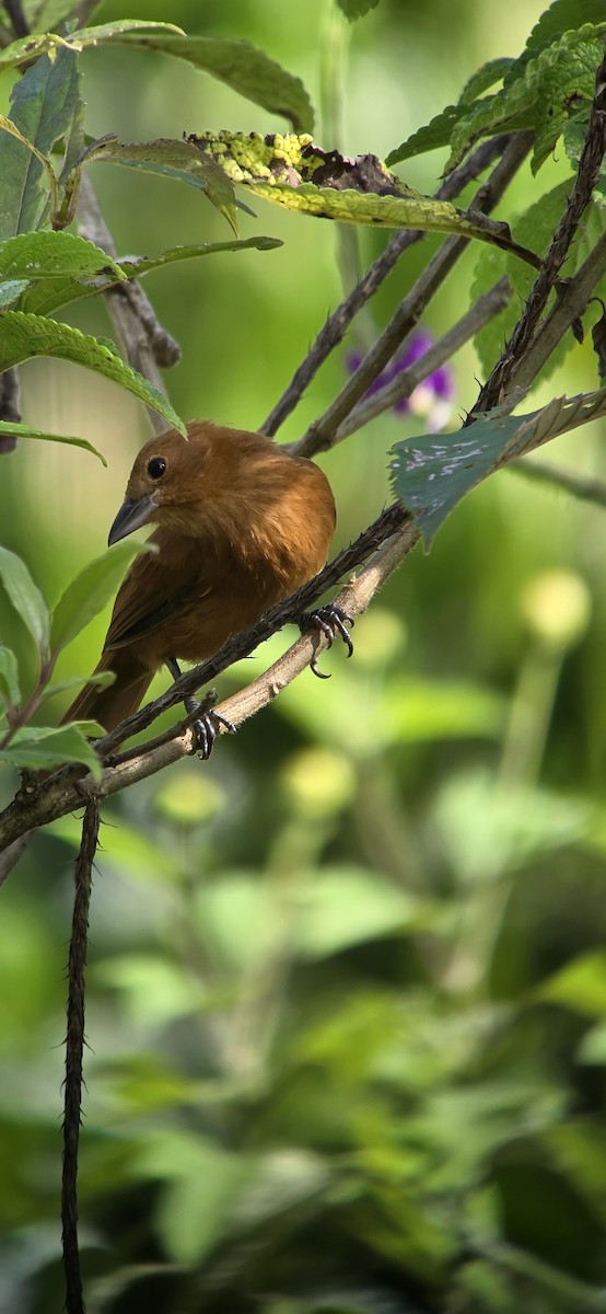 svarttanagar - ML644272014