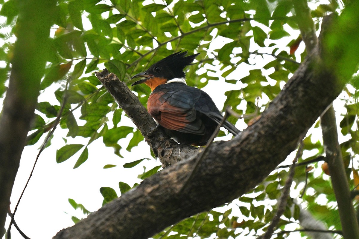 Chestnut-winged Cuckoo - ML644272016