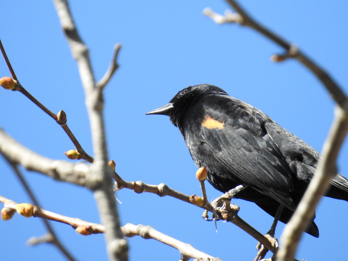 rødvingetrupial - ML644272017