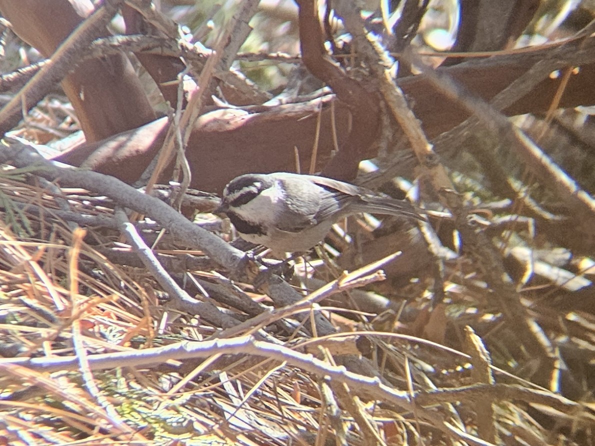 bergmeis - ML644272021