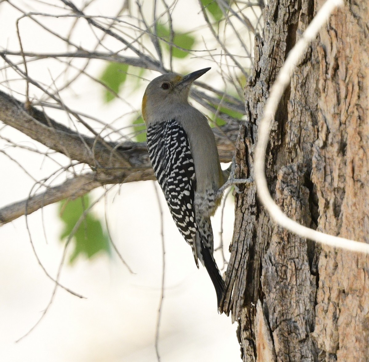 mesquitespett - ML644272024