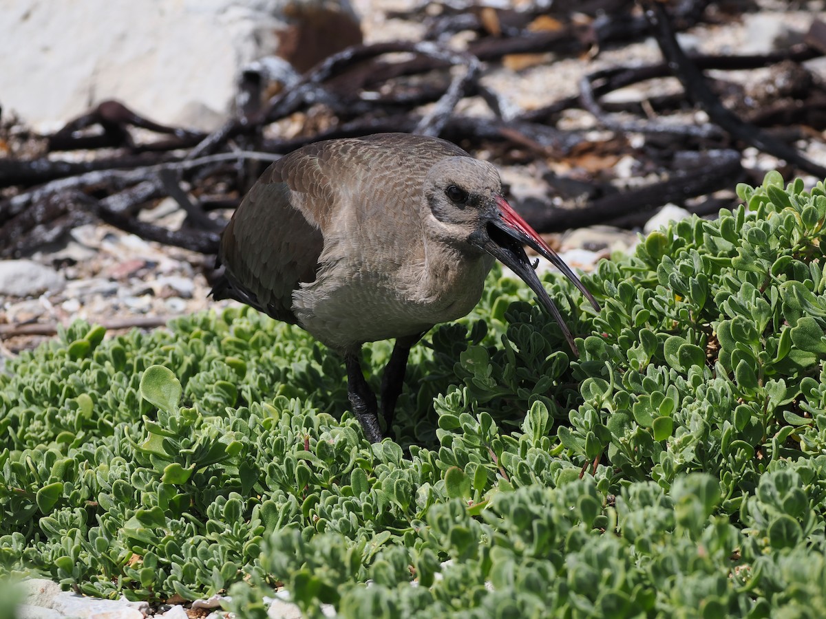 hadadaibis - ML644272025