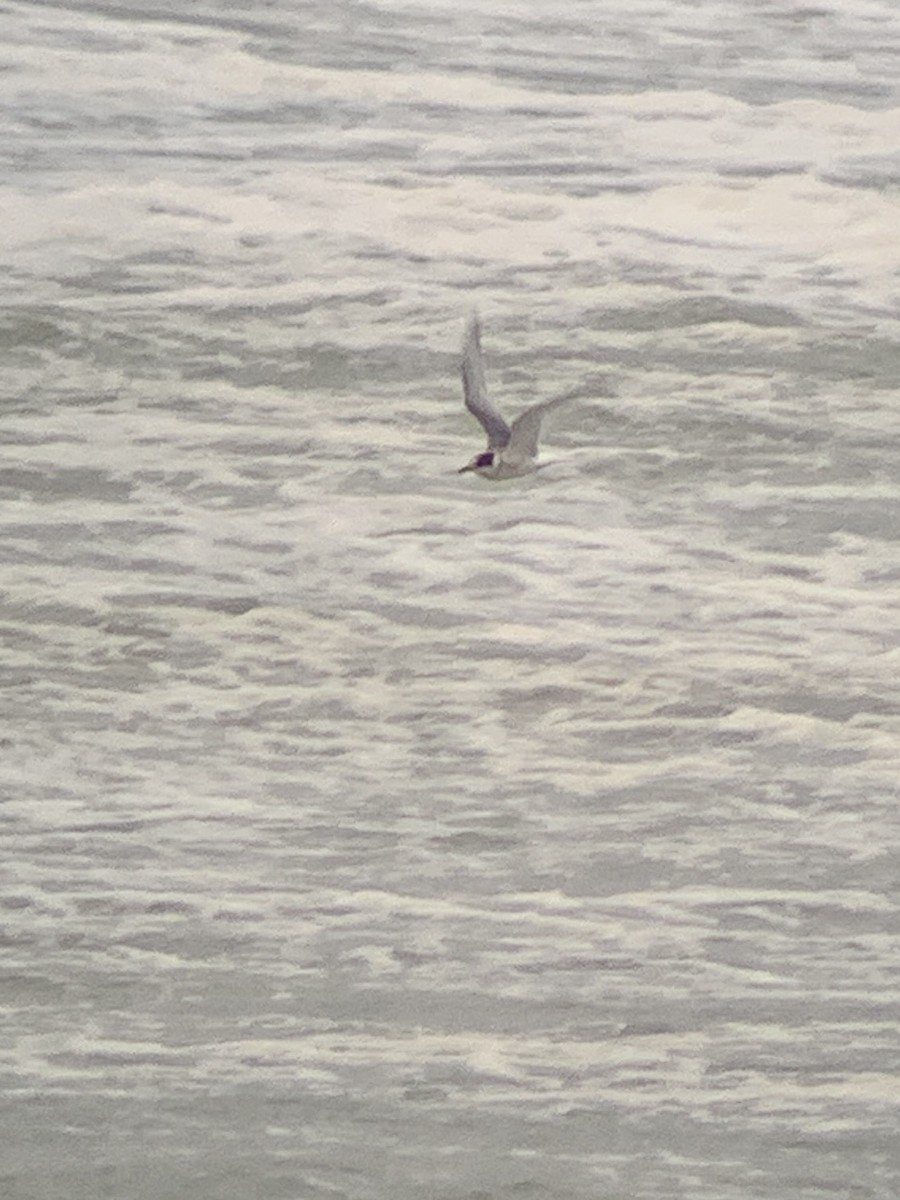 rødnebbterne - ML644272029