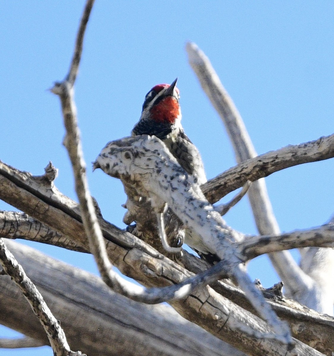 rødnakkesevjespett - ML644272030