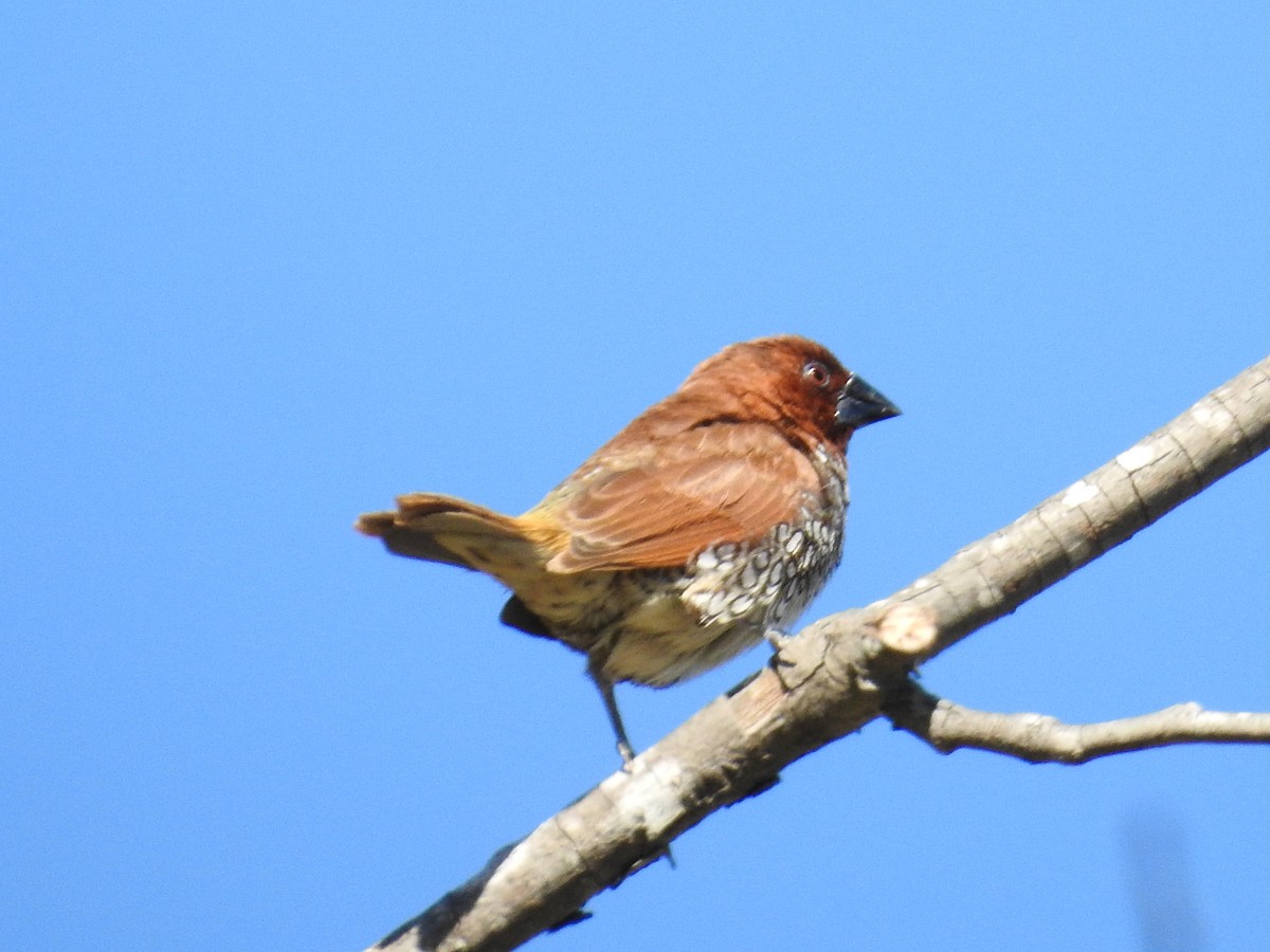 muskatnonne - ML644272034