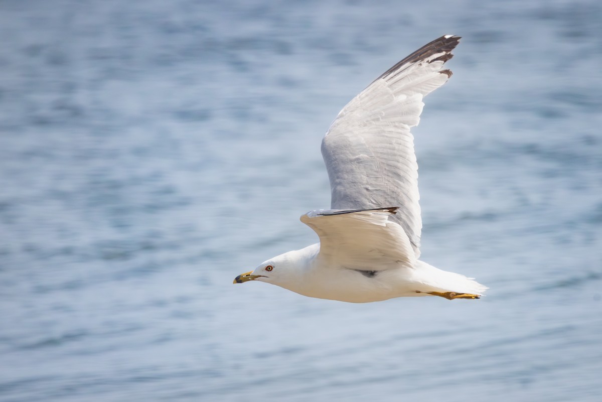 ringnebbmåke - ML644272040