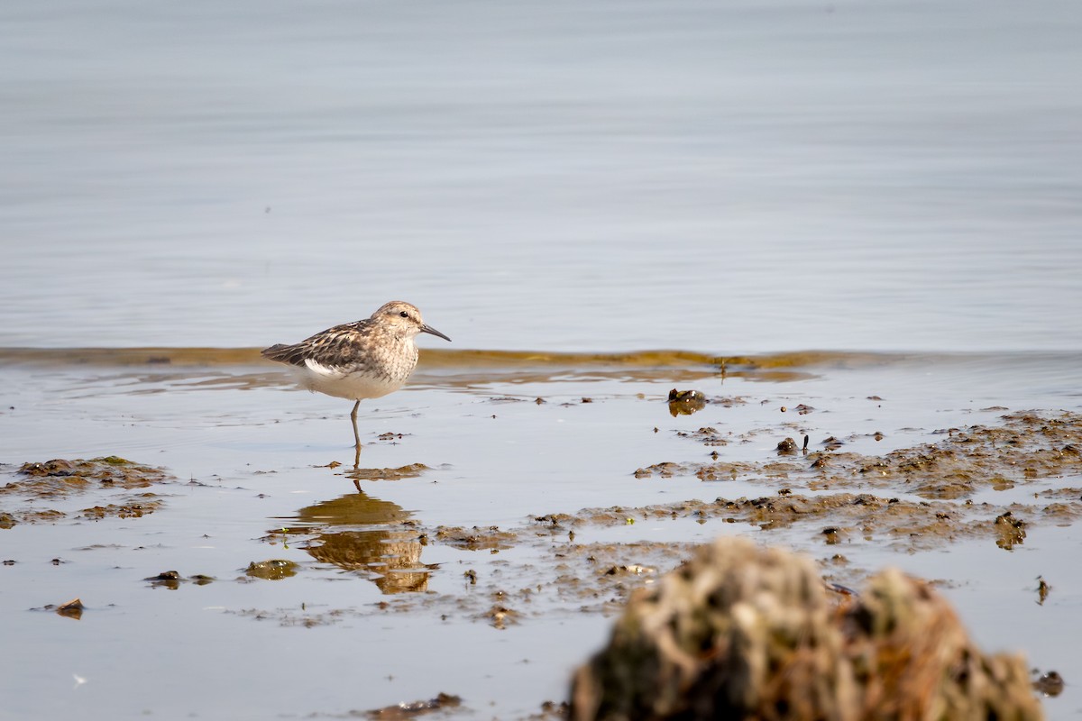 pygmésnipe - ML644272042