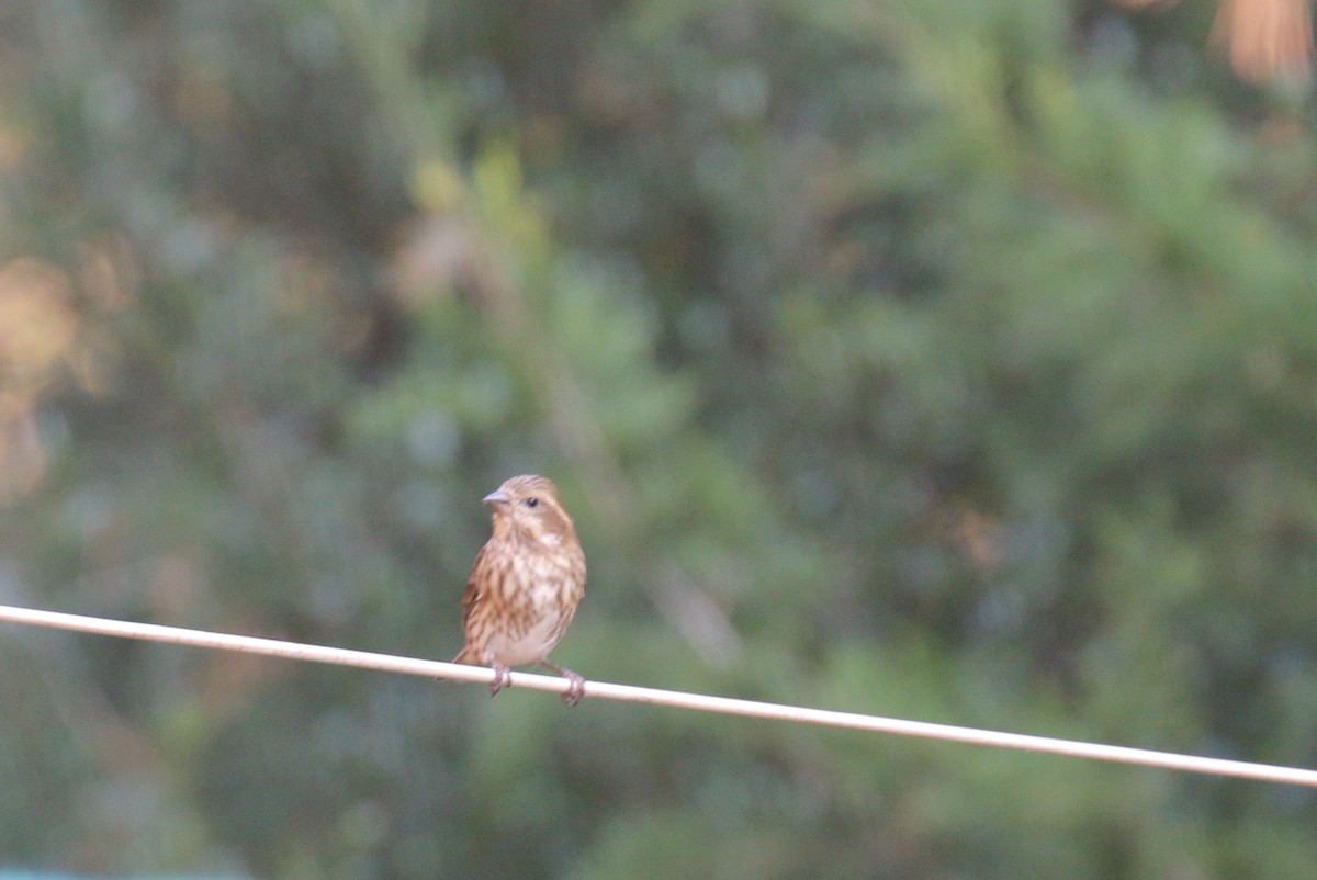 purpurfink - ML644272049