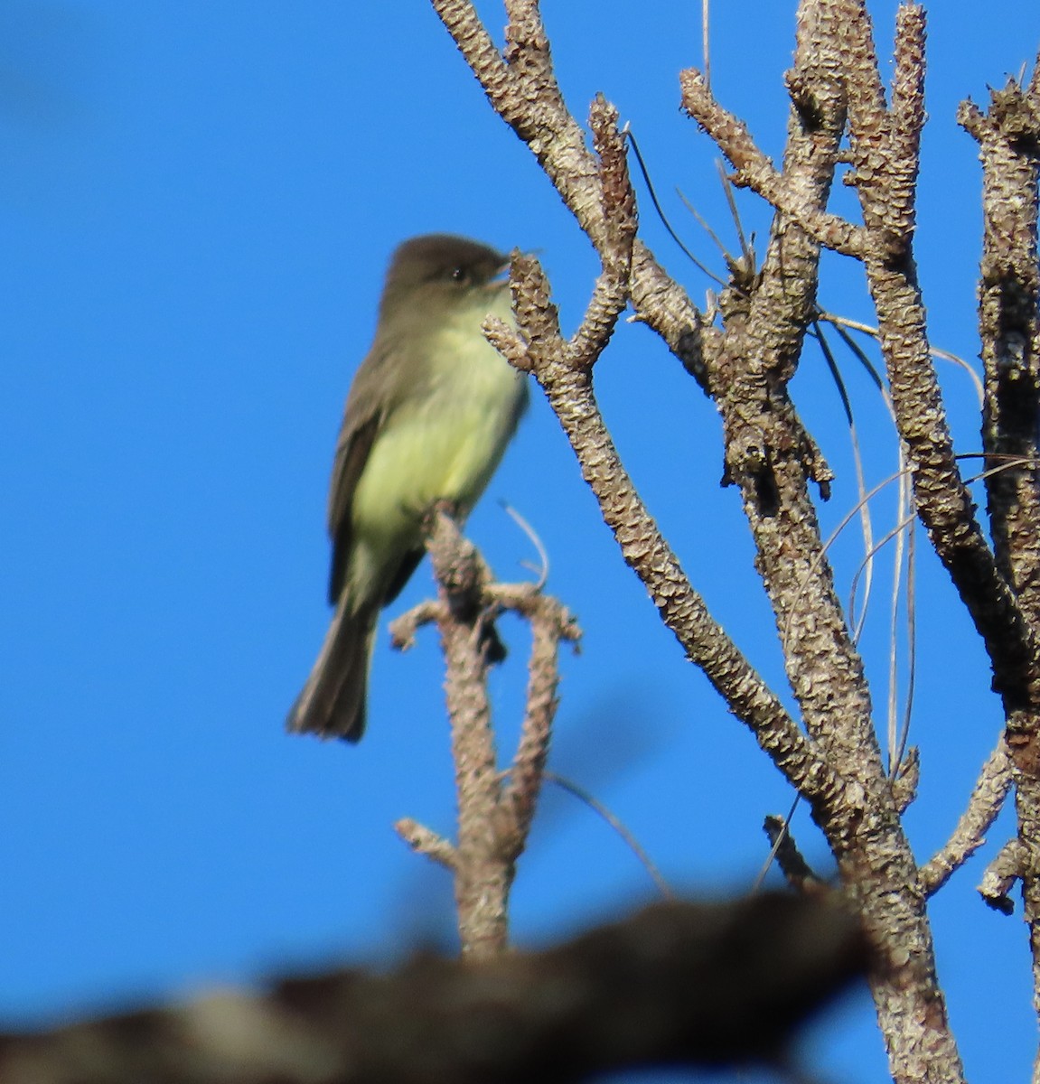 gråfibi - ML644272051