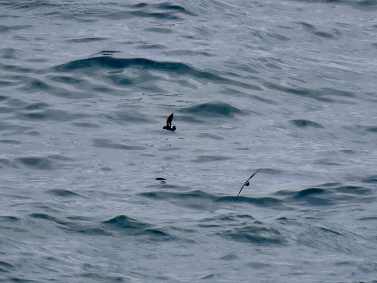 Océanite tempête - ML644272054