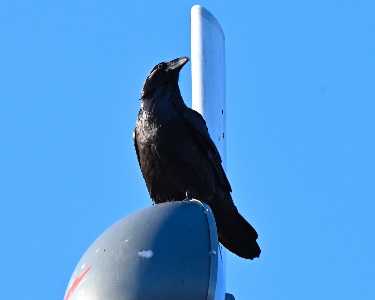 Cuervo Grande - ML644272065