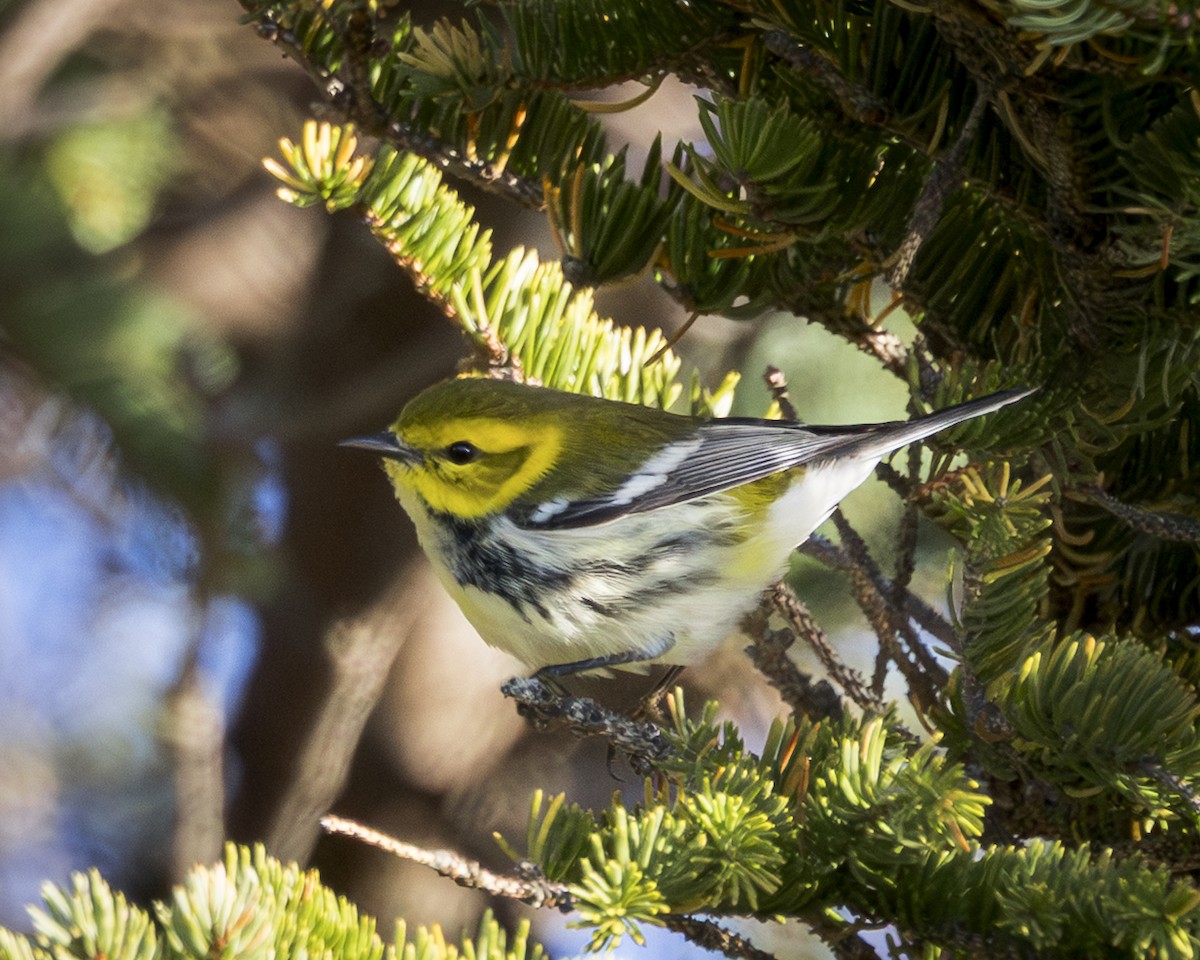 Black-throated Green Warbler - ML644272074