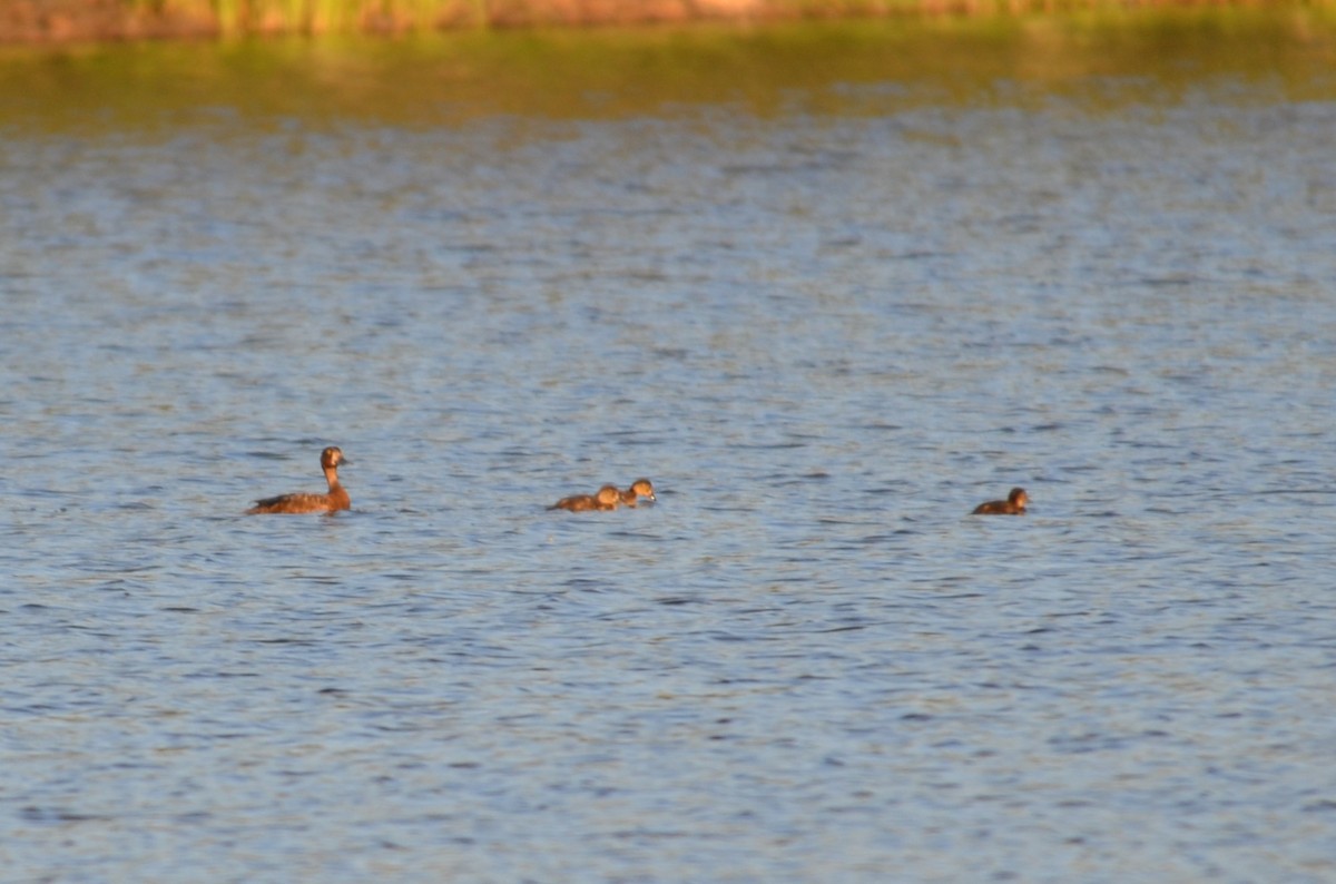 Fuligule milouinan - ML644272093