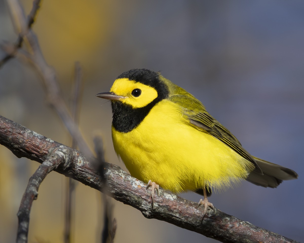 Hooded Warbler - ML644272109