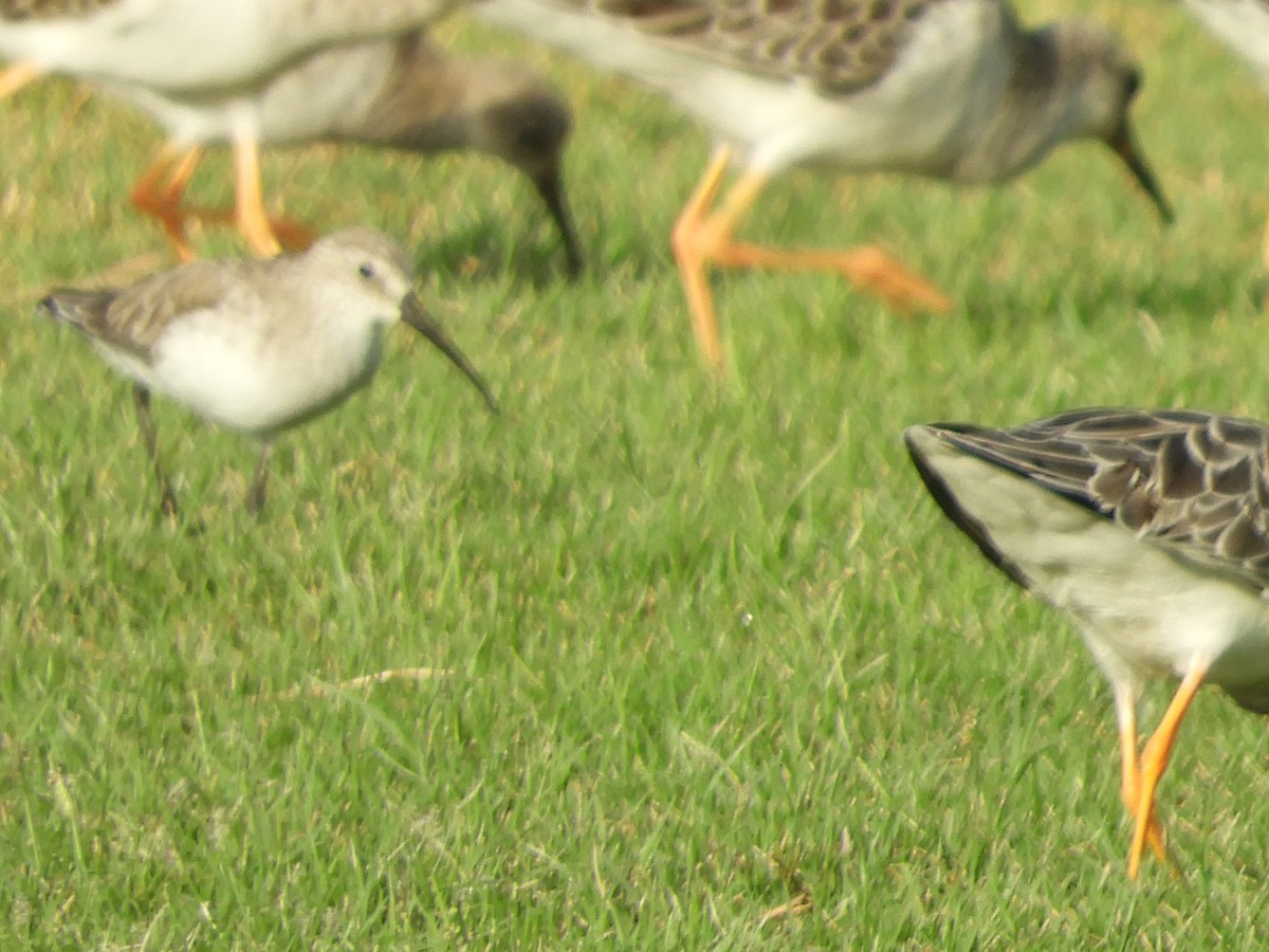 Хадуур элсэг - ML644272118