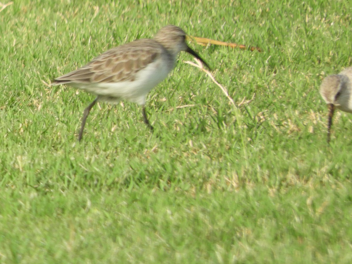 Хадуур элсэг - ML644272119