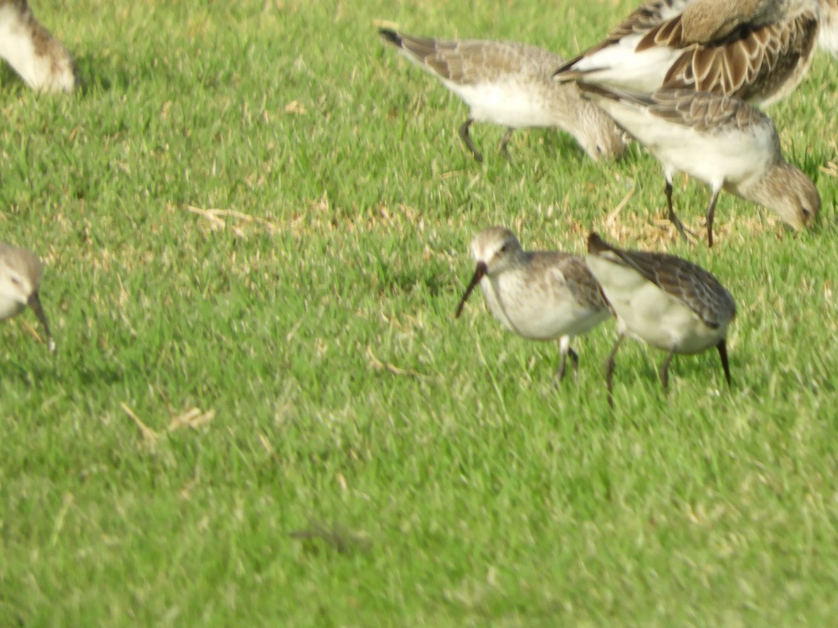 Хадуур элсэг - ML644272120