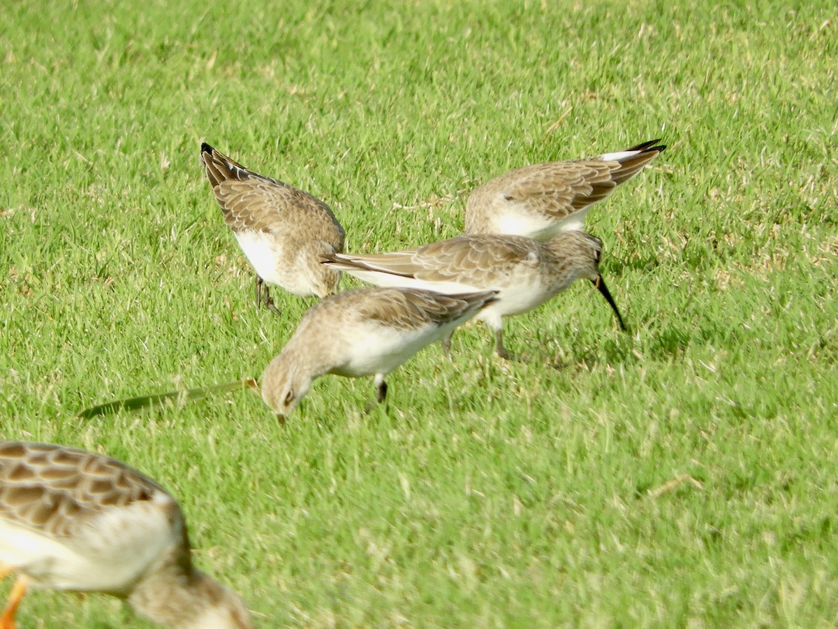 Хадуур элсэг - ML644272121
