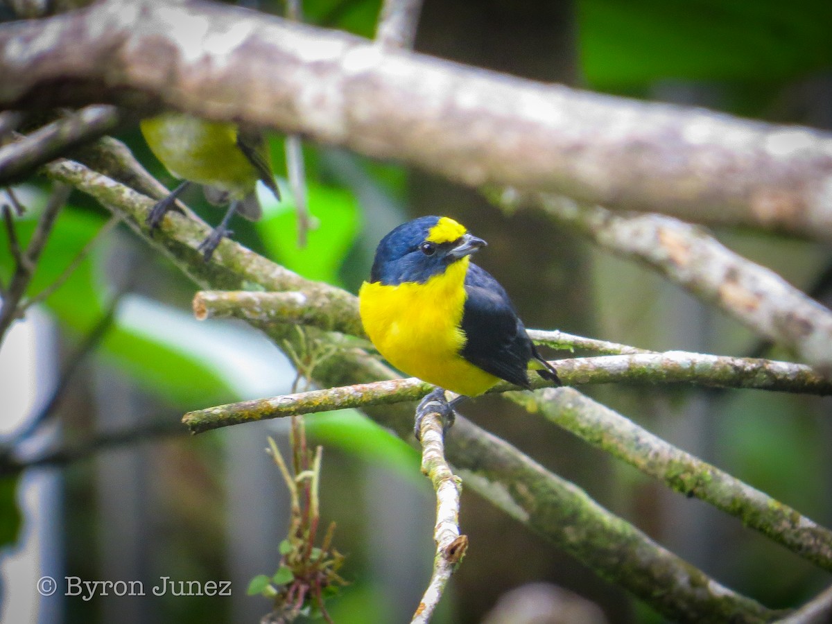 Yellow-throated Euphonia - ML644272125