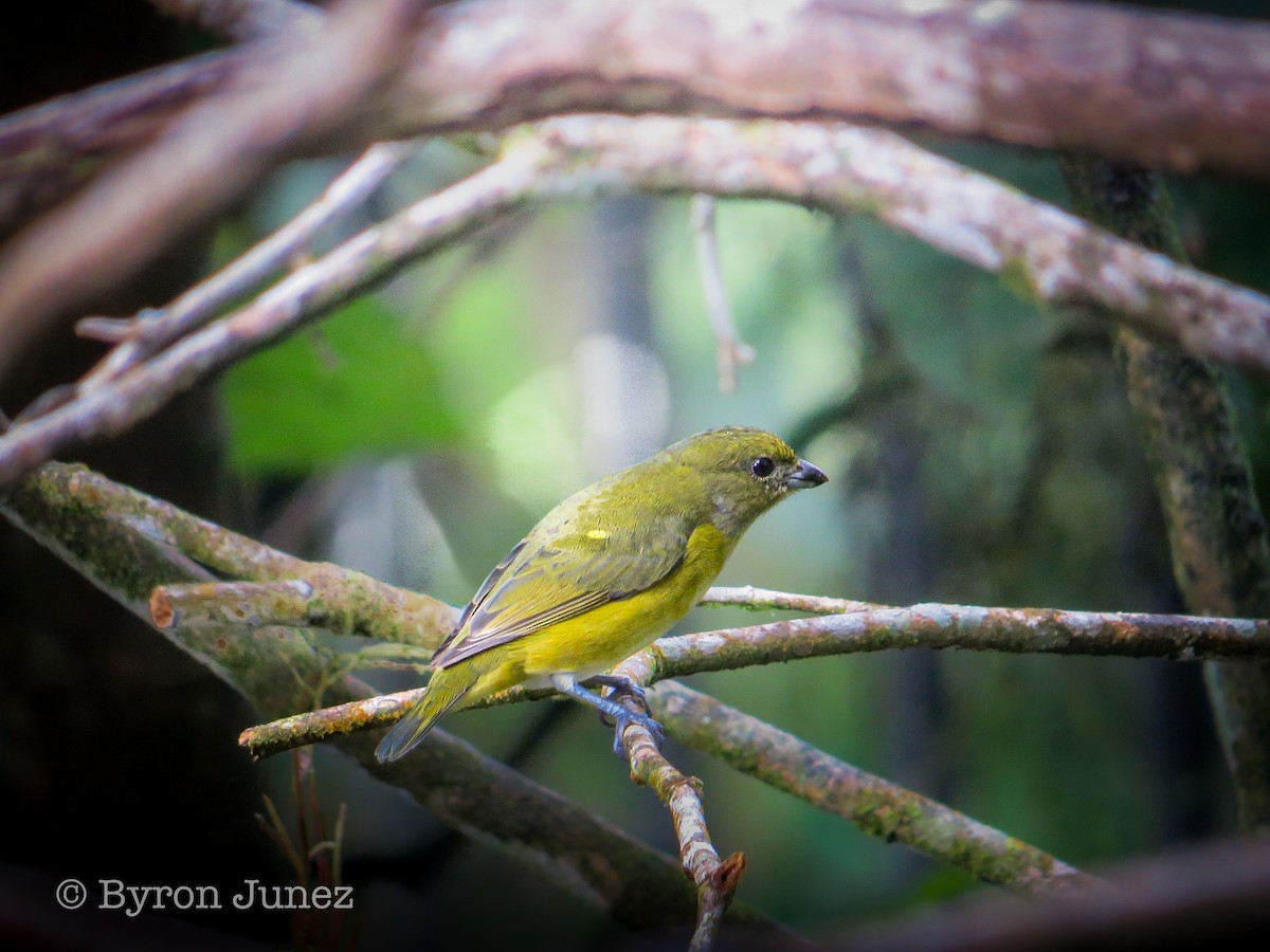 Yellow-throated Euphonia - ML644272126