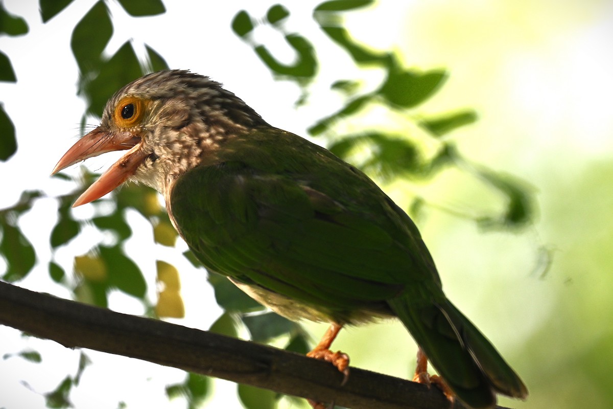 シロボシオオゴシキドリ - ML644272140