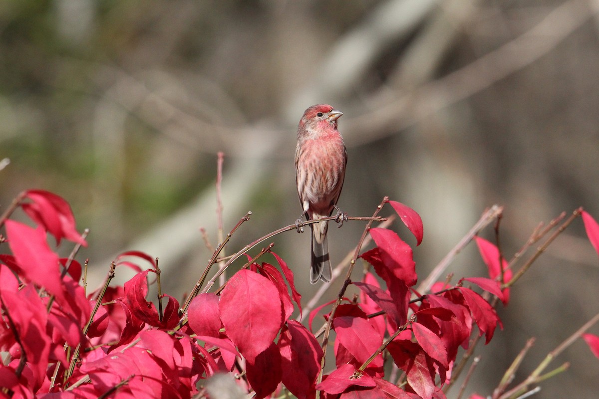 House Finch - ML644272149