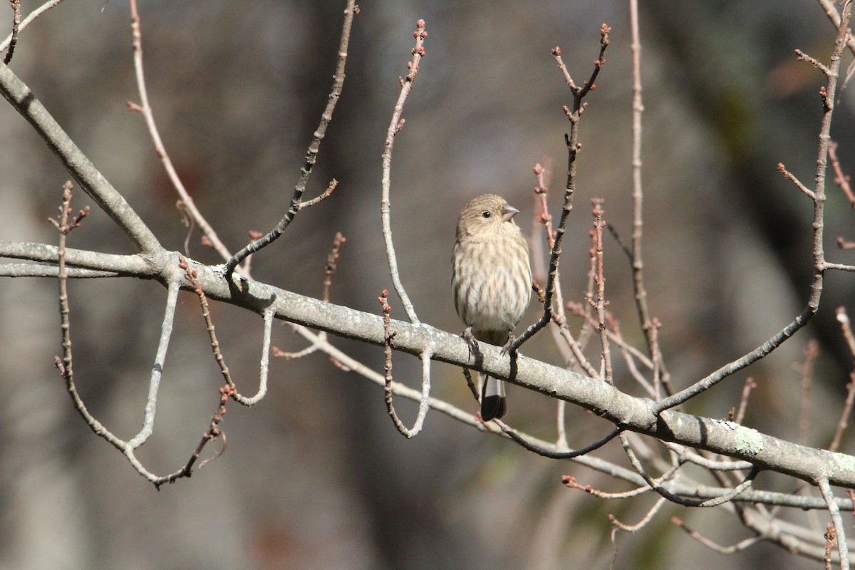 House Finch - ML644272150