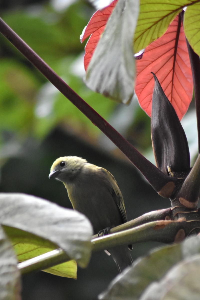 palmetanagar - ML644272153