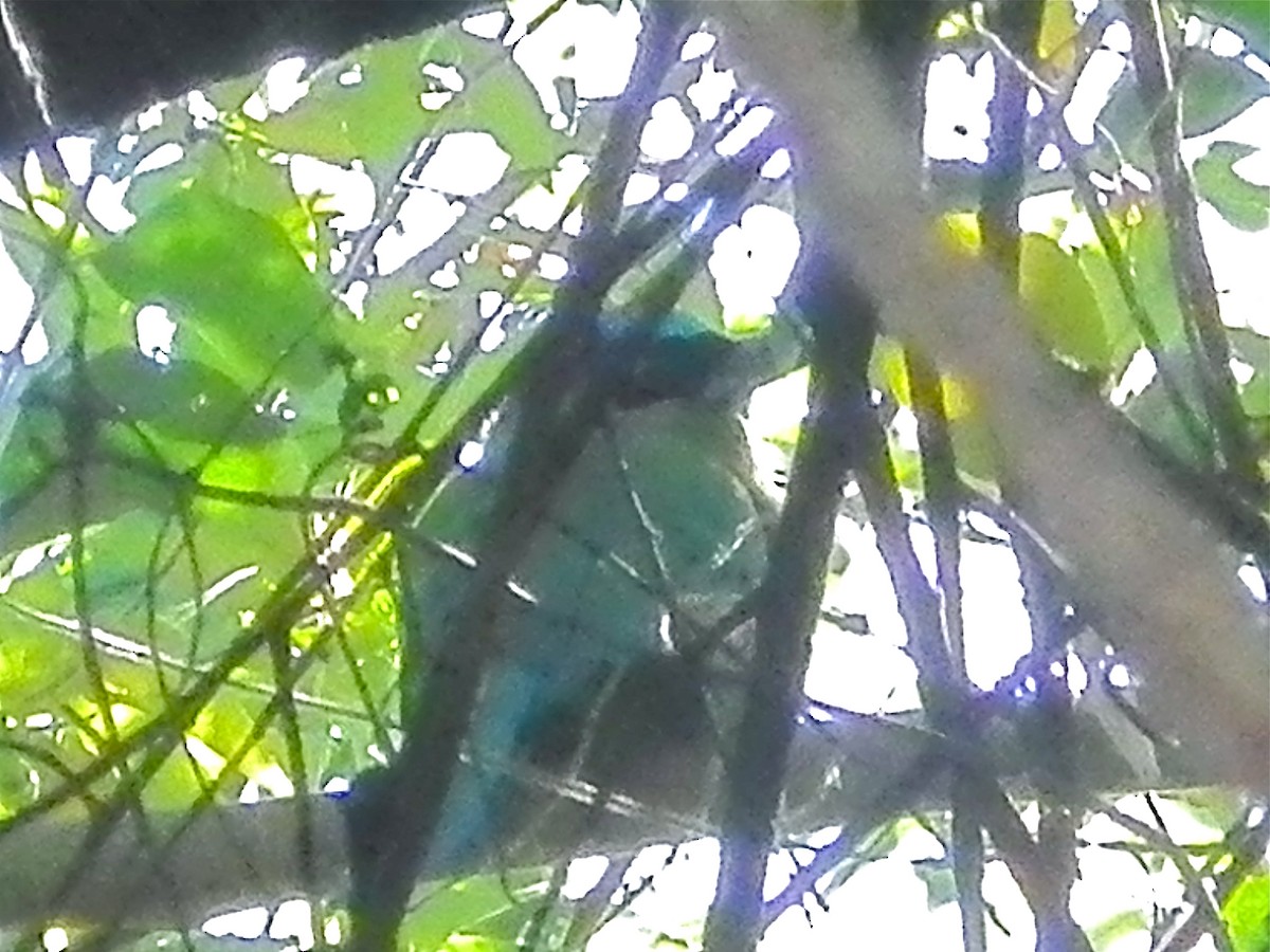 レッソンハチクイモドキ - ML644272154