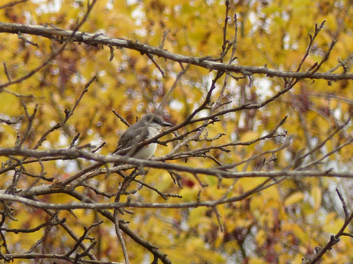 Gray Kingbird - ML644272160