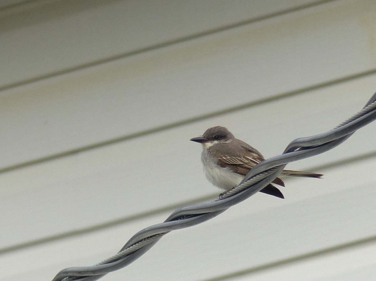 Gray Kingbird - ML644272164
