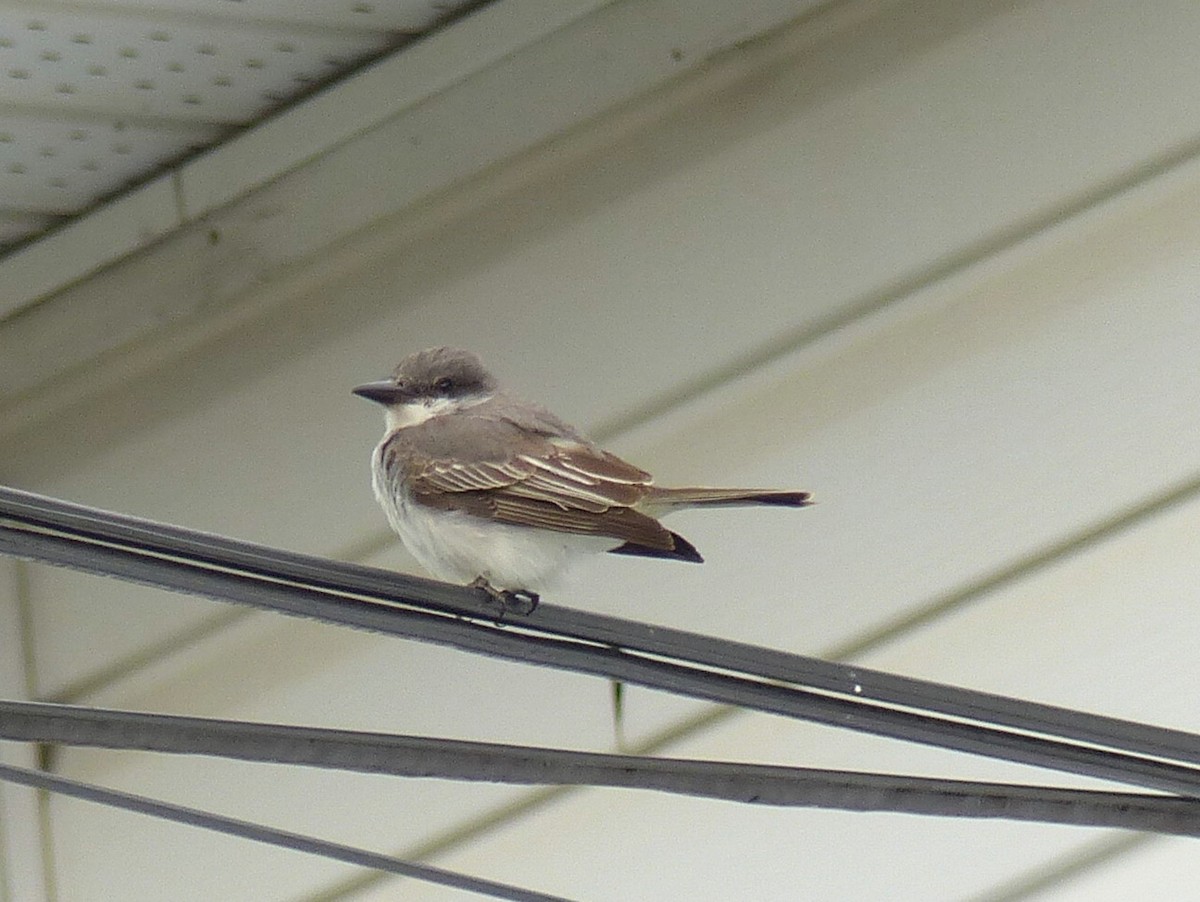 Gray Kingbird - ML644272173