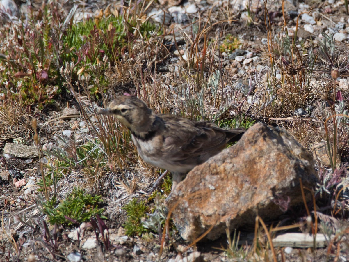Horned Lark - ML644272174