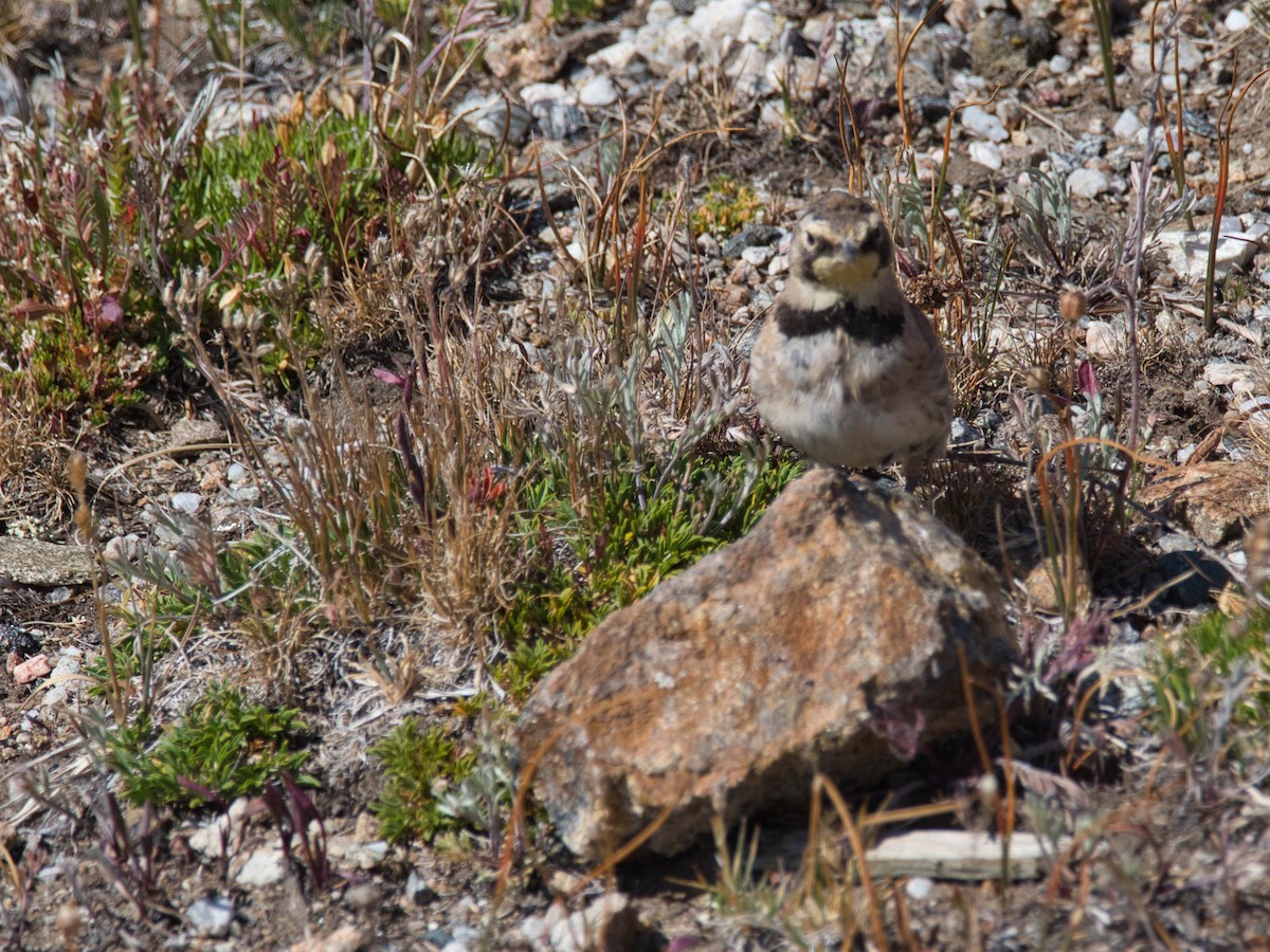 Horned Lark - ML644272175