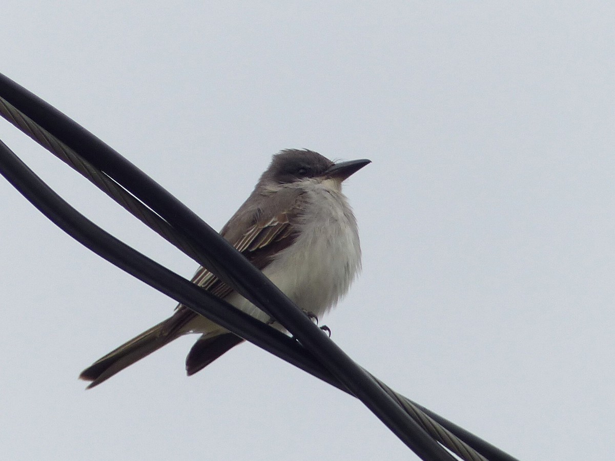 Gray Kingbird - ML644272180