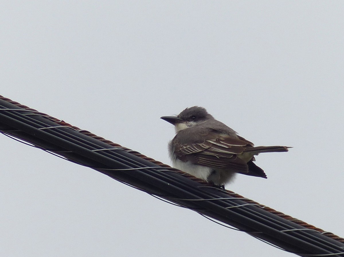 Gray Kingbird - ML644272187
