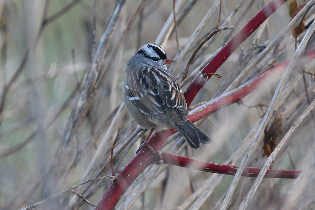 Dachsammer - ML644272188